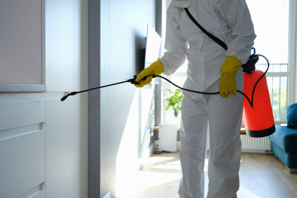 Best Black Mold Removal  in Austintown, OH
