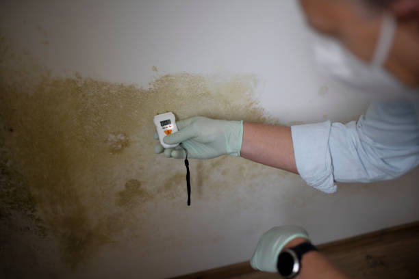 Best Mold Remediation  in Austintown, OH