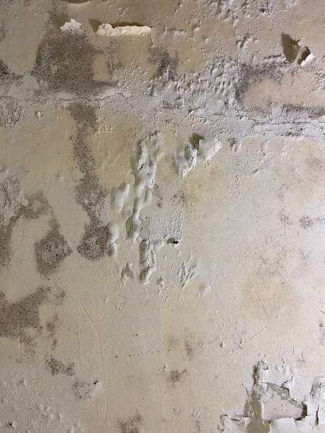 Best Home Mold Removal  in Austintown, OH