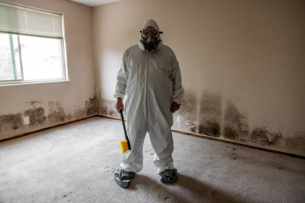 Best Mold Remediation  in Austintown, OH